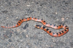 Gyalopion quadrangulare