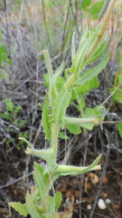 Oenothera engelmannii