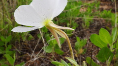 Oenothera engelmannii