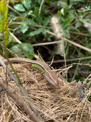 Takydromus septentrionalis
