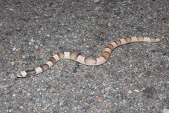 Phyllorhynchus browni