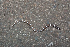 Phyllorhynchus browni