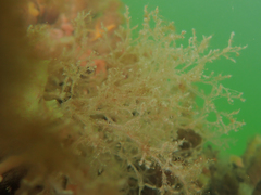 Amathia verticillata