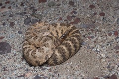 Crotalus tigris