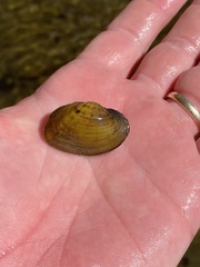 Ptychobranchus foremanianus