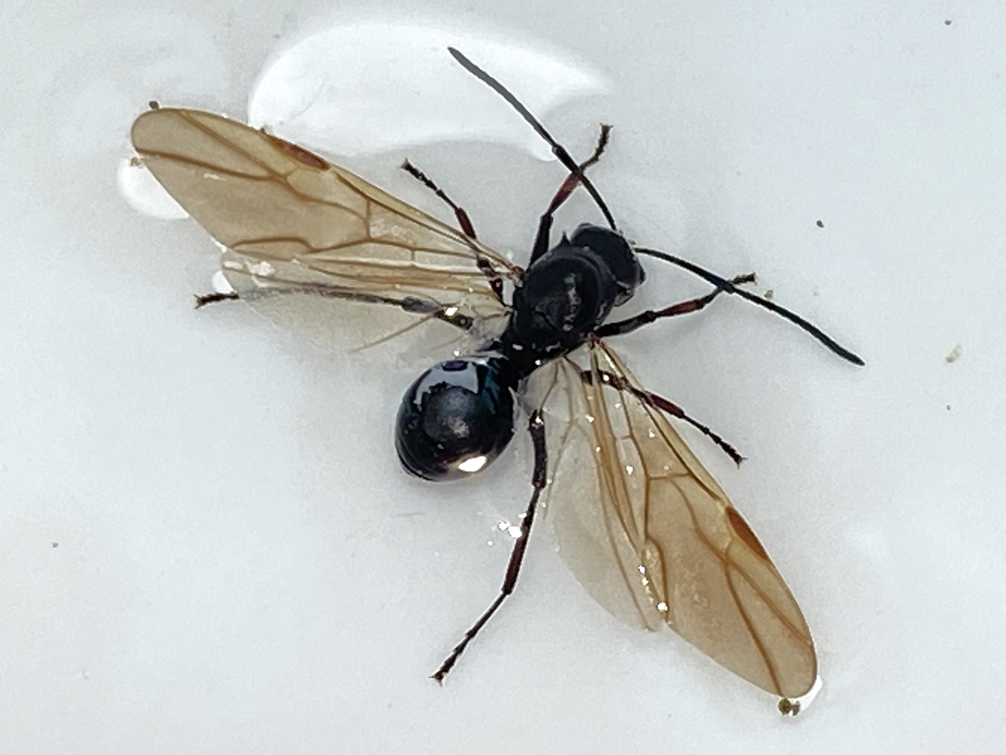 Myrmhopla