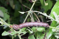 Proserpinus terlooii