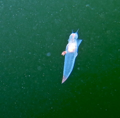 Clione limacina