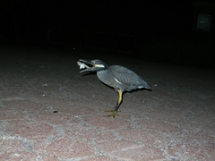Nyctanassa violacea pauper