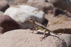 Callisaurus draconoides ventralis