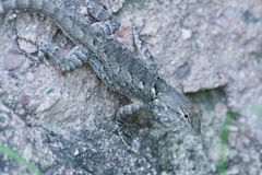 Sceloporus clarkii clarkii