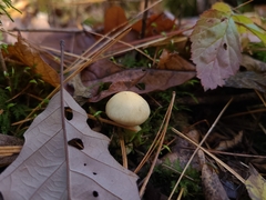 Hebeloma ischnostylum