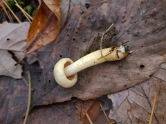 Hebeloma ischnostylum