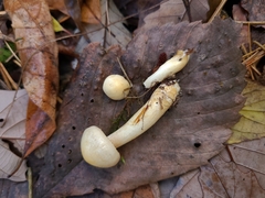 Hebeloma ischnostylum