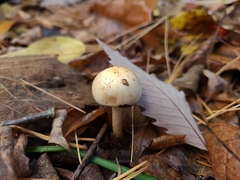 Hebeloma ischnostylum