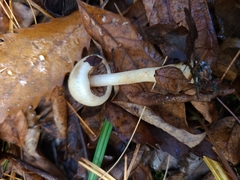 Hebeloma ischnostylum