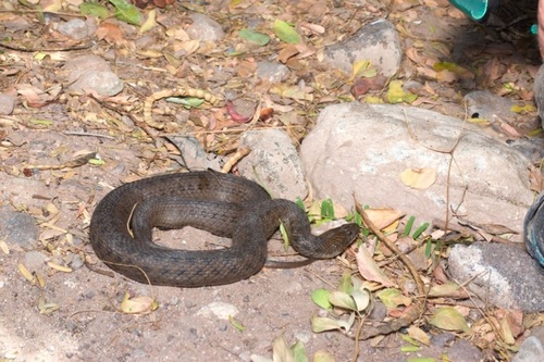 West Coast Garter Snake