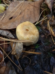 Hebeloma ischnostylum