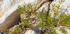 Dodonaea lobulata