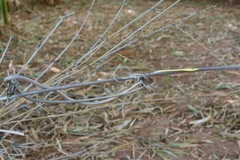 Oxybelis microphthalmus