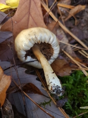 Hebeloma ischnostylum