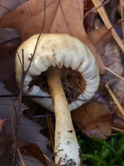 Hebeloma ischnostylum