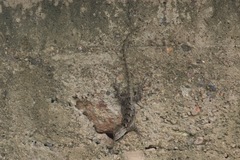 Sceloporus clarkii clarkii