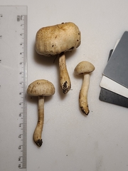 Hebeloma ischnostylum