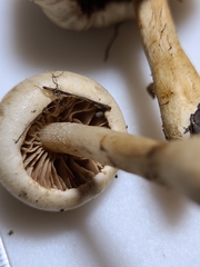 Hebeloma ischnostylum