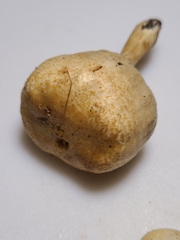 Hebeloma ischnostylum