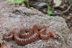 Lampropeltis knoblochi