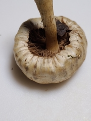 Hebeloma ischnostylum