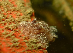 Goniodoris castanea