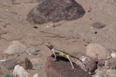 Callisaurus draconoides ventralis