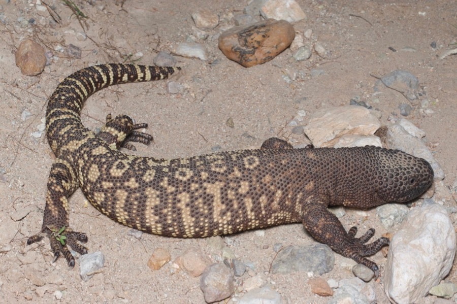 Rio Fuerte Beaded Lizard