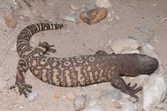 Heloderma exasperatum