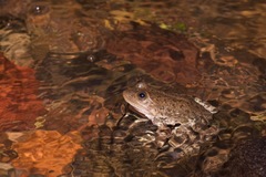 Lithobates tarahumarae