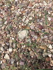 Euphorbia florida