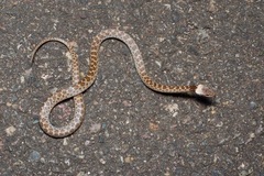 Hypsiglena chlorophaea