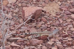 Callisaurus draconoides ventralis