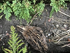 Coturnix japonica