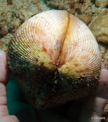 Vasticardium elongatum