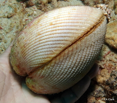 Vasticardium elongatum