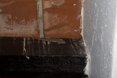 Phyllodactylus tuberculosus