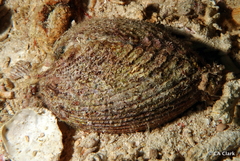 Vasticardium elongatum