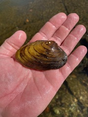 Ptychobranchus foremanianus