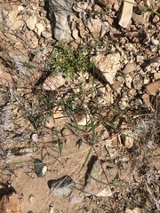 Euphorbia florida