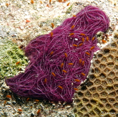 Chalinula nematifera