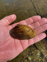 Ptychobranchus foremanianus