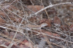 Callisaurus draconoides ventralis
